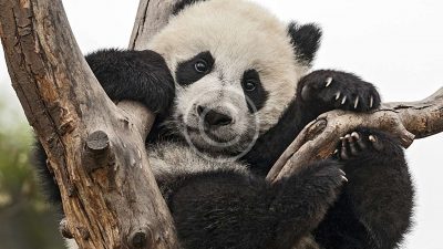 How Can We Protect Biodiversity